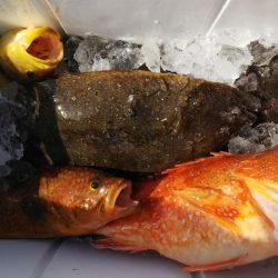 第二龍勢丸 釣果