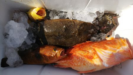 第二龍勢丸 釣果