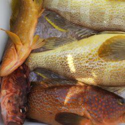 第二龍勢丸 釣果