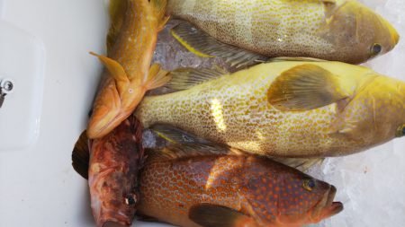 第二龍勢丸 釣果