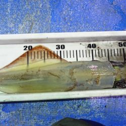 海龍丸（石川） 釣果