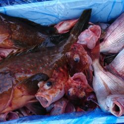 遊漁船 家入 釣果