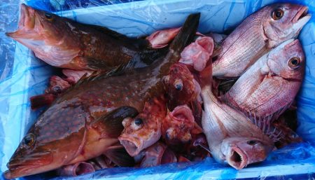 遊漁船 家入 釣果