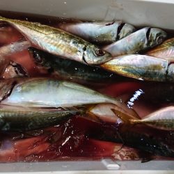 シースナイパー海龍 釣果