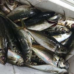 シースナイパー海龍 釣果