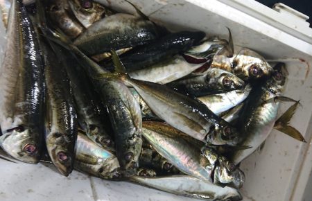 シースナイパー海龍 釣果