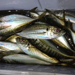 シースナイパー海龍 釣果