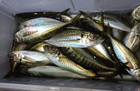 シースナイパー海龍 釣果