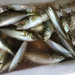 シースナイパー海龍 釣果