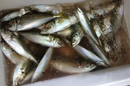 シースナイパー海龍 釣果