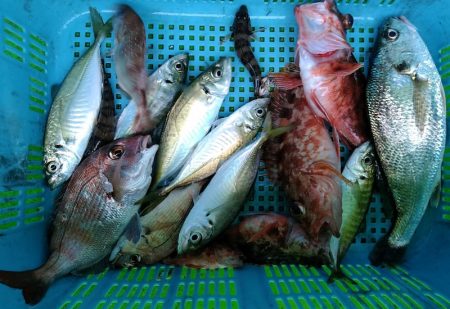 小島丸 釣果