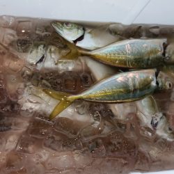 シースナイパー海龍 釣果