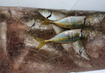 シースナイパー海龍 釣果