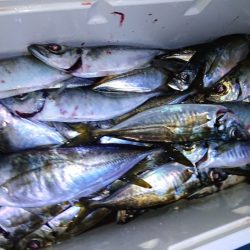 シースナイパー海龍 釣果