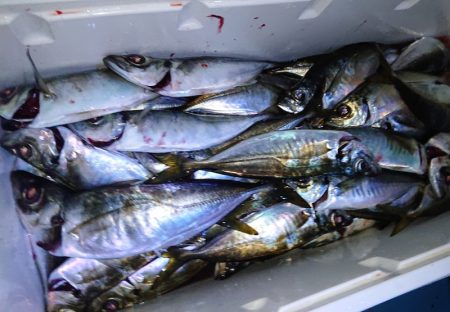 シースナイパー海龍 釣果