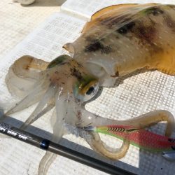 「LaGooN」蒼陽丸 日和号 釣果