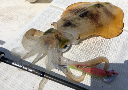 「LaGooN」蒼陽丸 日和号 釣果