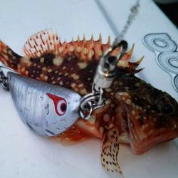 光生丸 釣果