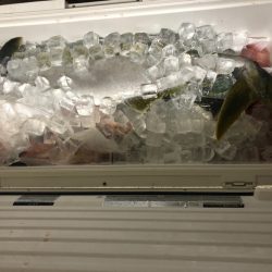 あみや渡船 JIGBOY 釣果