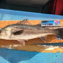 ヤザワ渡船 釣果