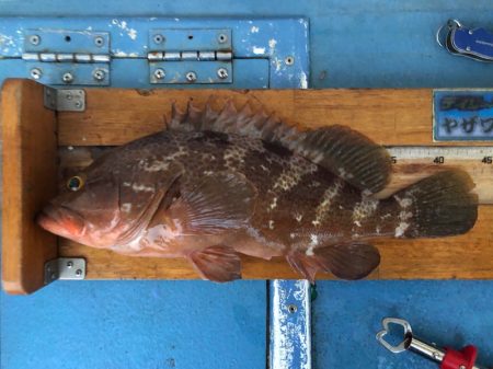 ヤザワ渡船 釣果