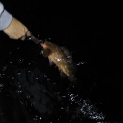 Chase(チェイス) 釣果