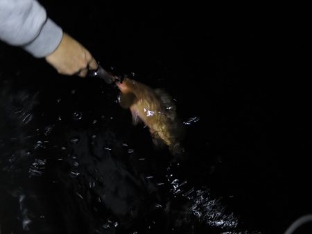 Chase(チェイス) 釣果