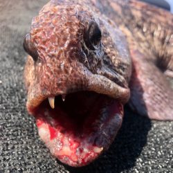 第二 つれたか丸 釣果