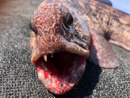 第二 つれたか丸 釣果