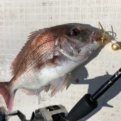 「LaGooN」蒼陽丸 日和号 釣果