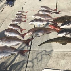 遊漁船メテオ 釣果