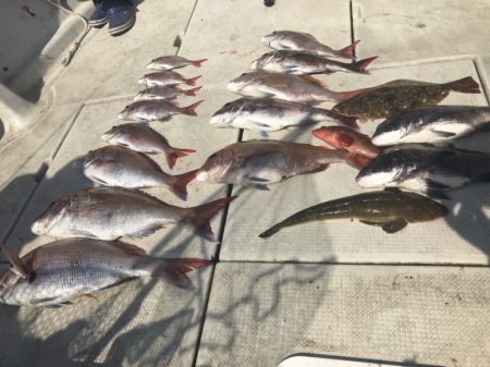 遊漁船メテオ 釣果