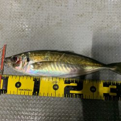エヌスタイル 釣果