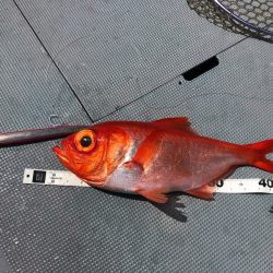 ＴＡＲＯＭＡＲＵ 釣果