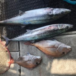 遊漁船メテオ 釣果