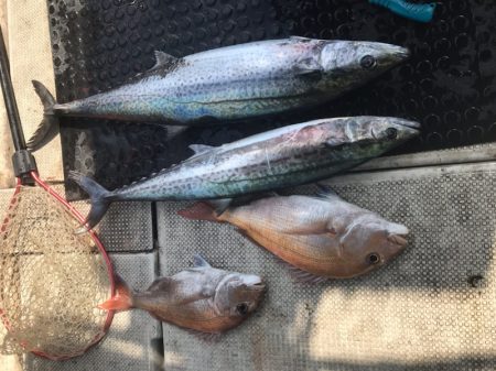 遊漁船メテオ 釣果