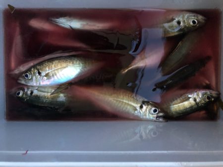 ヤザワ渡船 釣果