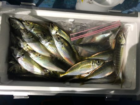 ヤザワ渡船 釣果