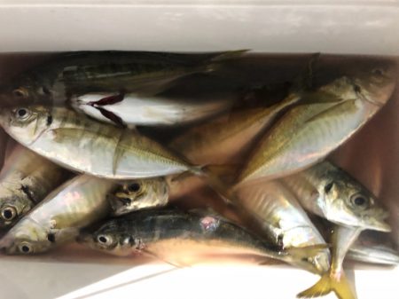 ヤザワ渡船 釣果