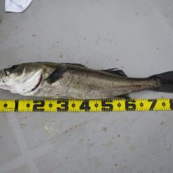 Chase(チェイス) 釣果