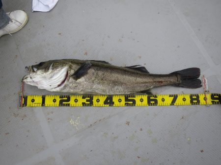 Chase(チェイス) 釣果