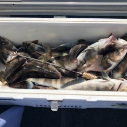 第二 つれたか丸 釣果