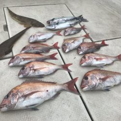 遊漁船メテオ 釣果