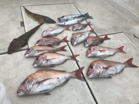 遊漁船メテオ 釣果