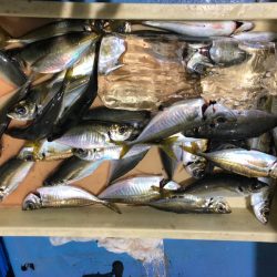 ヤザワ渡船 釣果