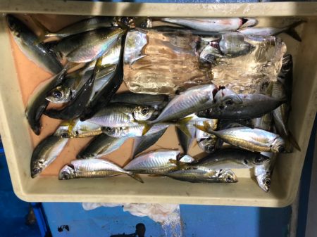 ヤザワ渡船 釣果