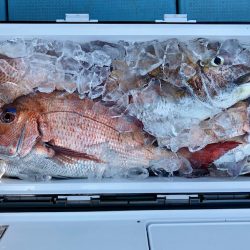 第二八坂丸 釣果