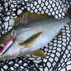 「LaGooN」蒼陽丸 日和号 釣果