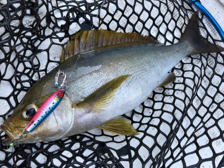 「LaGooN」蒼陽丸 日和号 釣果