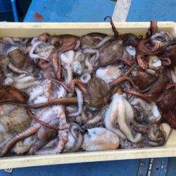 ヤザワ渡船 釣果